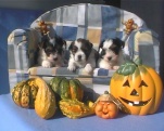 auch fr unsere Jngsten ist Halloween manchmal gruslig