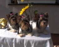 unsere 3 Teenager Romantik White -Queen, -King, -Lady