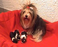 Kitty mit Ihren Babys 1 Woche alt