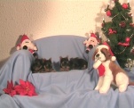 Yasmins Babys 5 Wochen alt feiern Advent