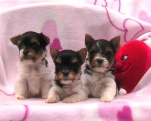 Ayleens babys mit 4 Wochen