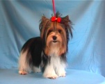 Sissy Schneeflocke v.l.B. geb. 25.12.2004