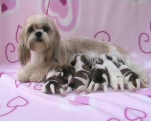 unsere Shih-Tzu Queen mit 6 hunrigen Mulerchen