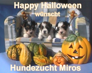 An den Beitrag angehängtes Bild: http://www.hundezucht-miros.de/halloween2005.jpg